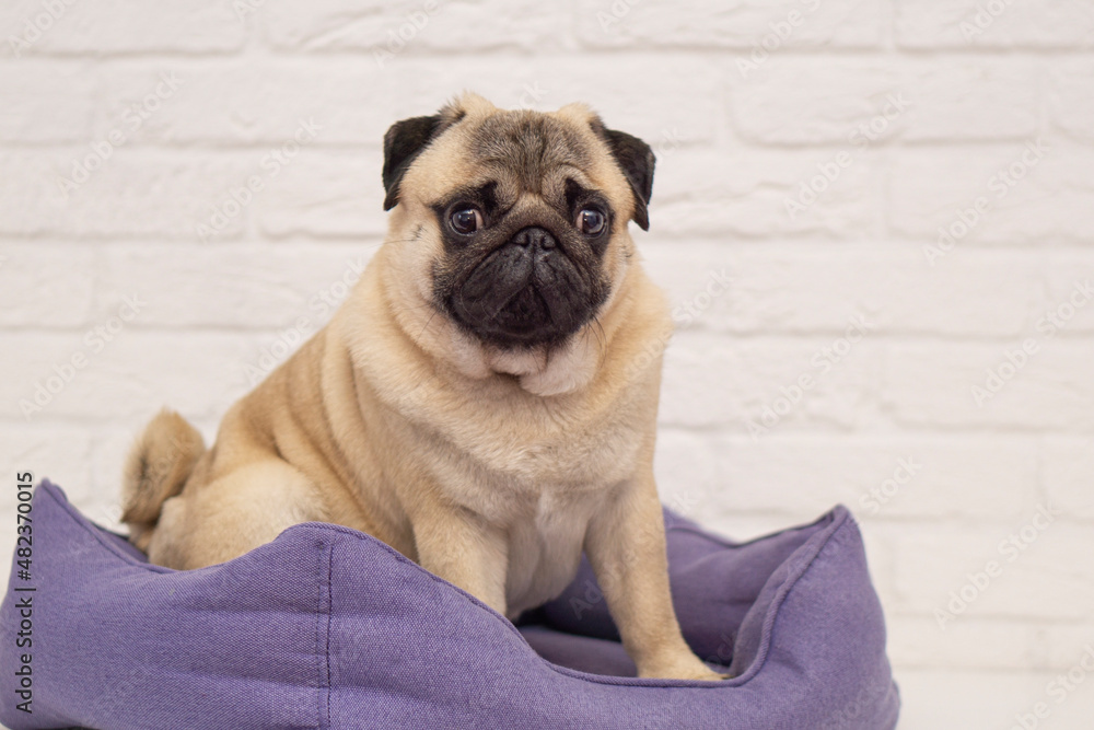 Cute  pug dog  in  violet  dog bed at home. Adorable pet pug with copy spase