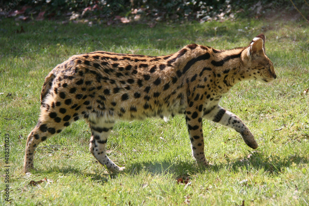 Obraz premium serval in a zoo in france 