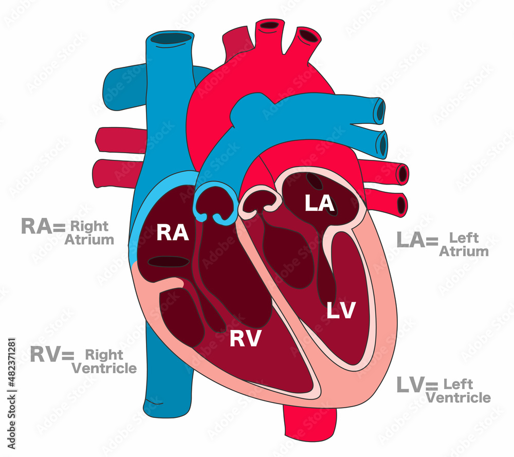 Human Heart Parts Anatomy Cross Section Structure Draw Right Atrium Human Heart Parts Anatomy Cross Section Structure Draw Right Atrium