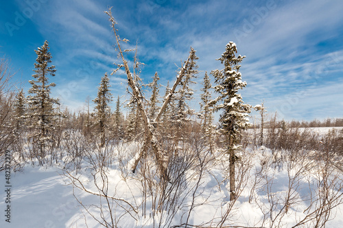 Trees in the winter forest