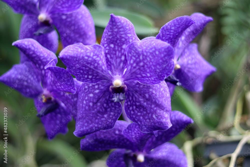 Close up of beautiful purple Vanda orchid flower blossom in the green garden. Violet orchid bloom. Close up of beautiful purple Vanda orchid flower blossom in the green garden. Violet orchid bloom.