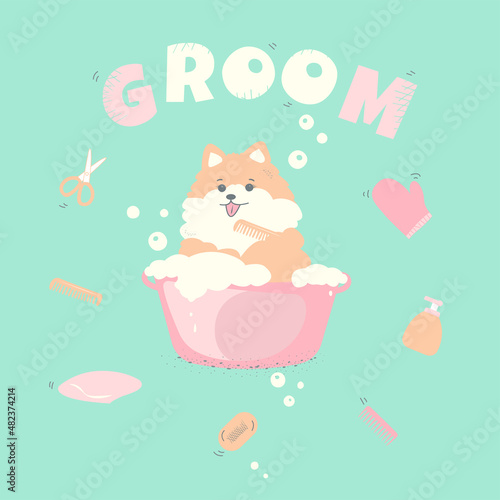 dog spitz groom