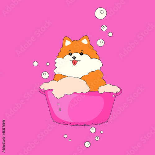 spitz dog pink