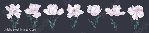 Set of realistic spring white tulip flowers. Unusual kind of tulips crossed with irises. Vector clip-art elements high detailed isolated on dark background. Easy to edit and customize for your design.