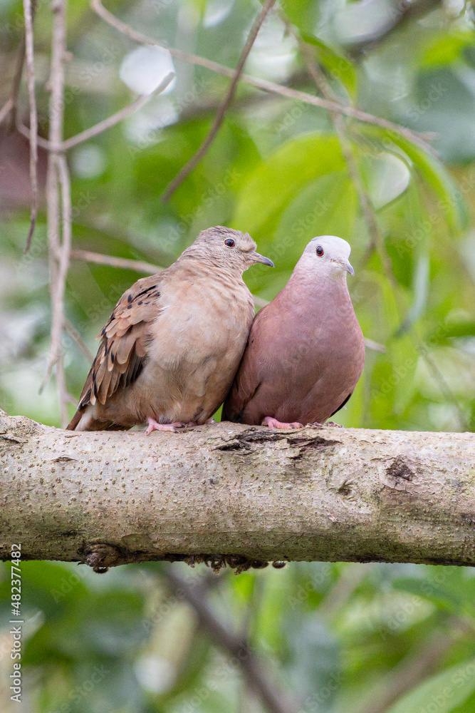 A couple dating from ruddy ground-dove. It is a small tropical dove from Brazil and South American as know as Rolinha. Species Columbina talpacoti. Valentine day. Birdwatching. birding. A couple dating from ruddy ground-dove. It is a small tropical dove from Brazil and South American as know as Rolinha. Species Columbina talpacoti. Valentine day. Birdwatching. birding.