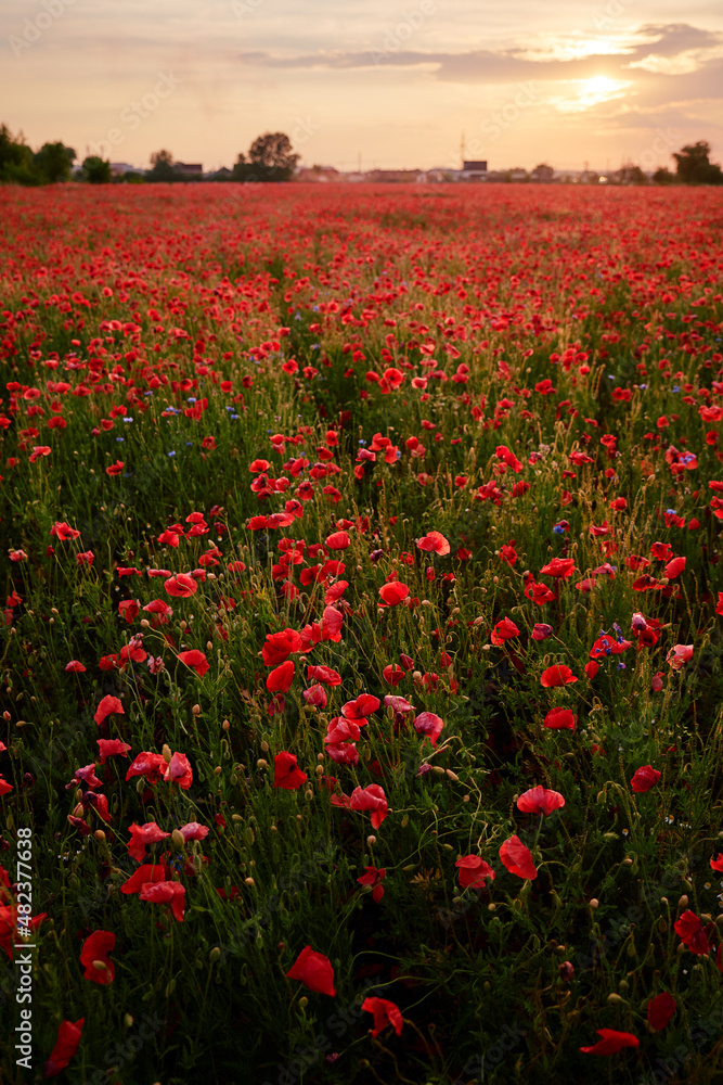 Obraz premium Beautiful summer day. Red poppy field.