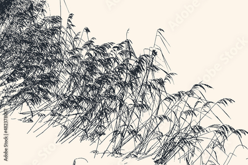 Silhouettes of reeds on the bank of a snowy winter river. vector illustration photo