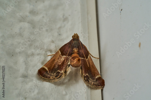 Brown moth sitting on a white wall