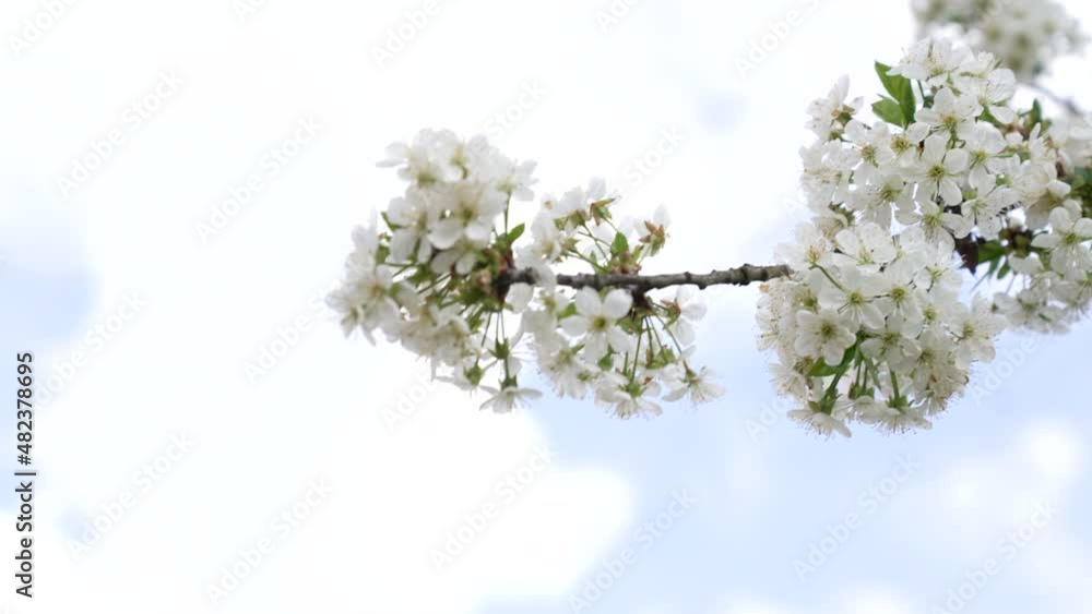 apricot flowers in bloom on sky background, slow motion apricot flowers in bloom on sky background, slow motion
