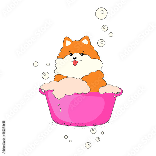 spitz dog bath