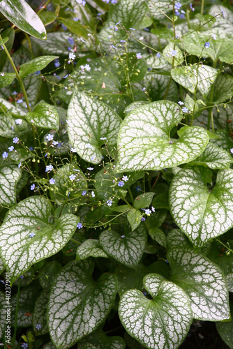 Small blue flowers of a brunnera macrophylla of a grade Jack Frost soar over big leaves with the beautiful drawing. photo