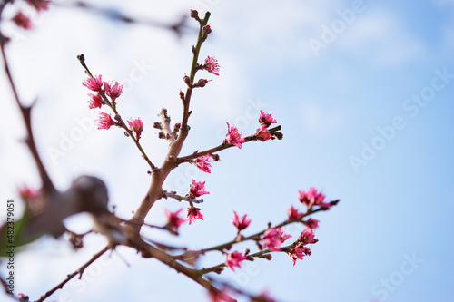 Spring blooming and blossoming flower branch against blue sky.