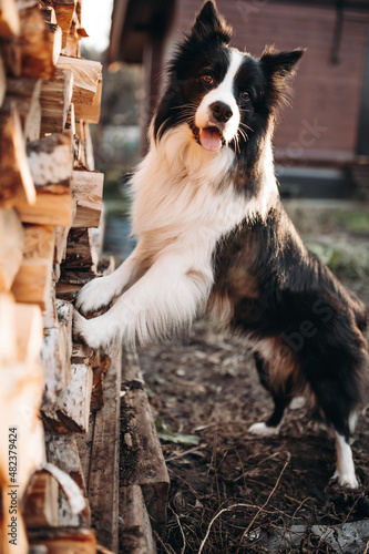 Black and white border collie dog standing in front of stacked firewood
