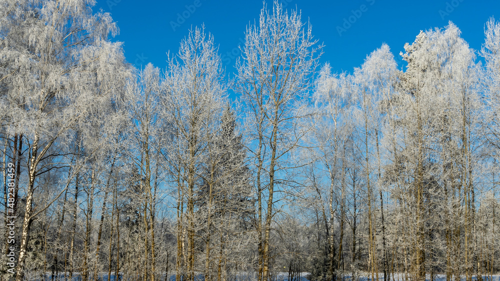 Snow-covered tree branches against the blue sky. Trees are covered with snow and hoarfrost against the blue sky. Snow-covered tree branches against the blue sky. Trees are covered with snow and hoarfrost against the blue sky.