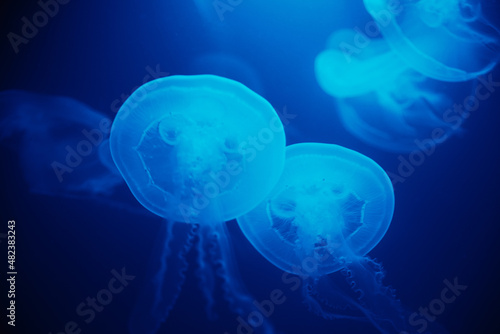 Jellyfish swims under water with blue background, sea life in zoo aquarium