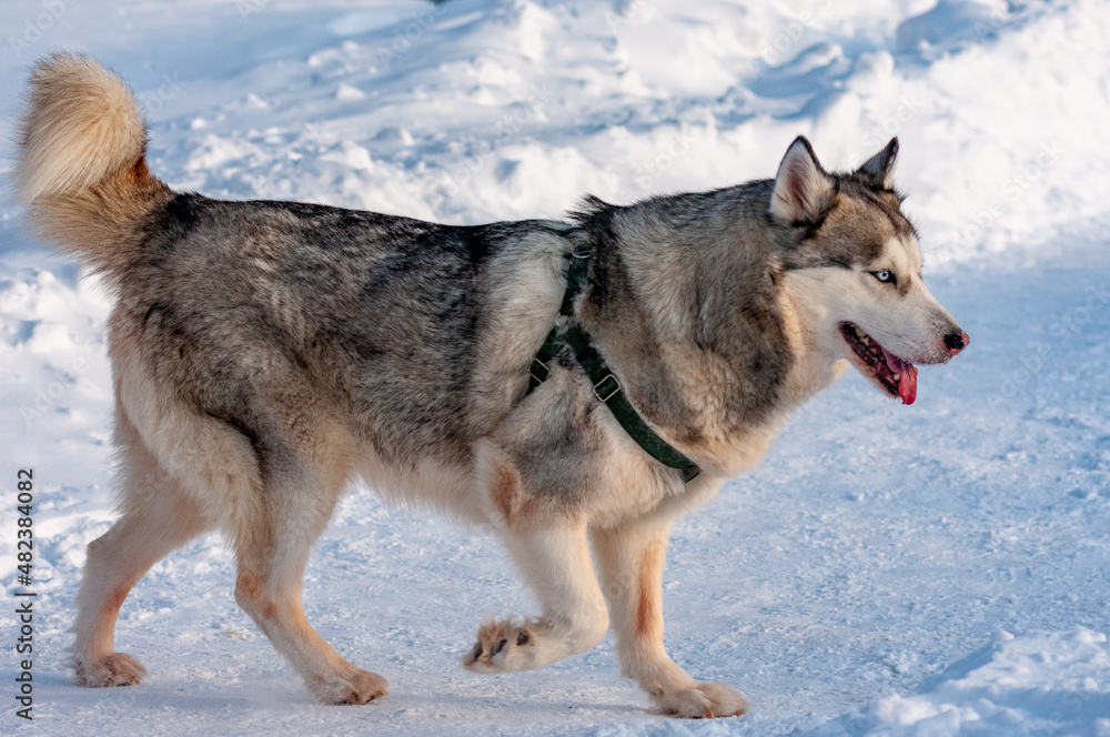Siberian Husky on a frosty January morning! Siberian Husky on a frosty January morning!