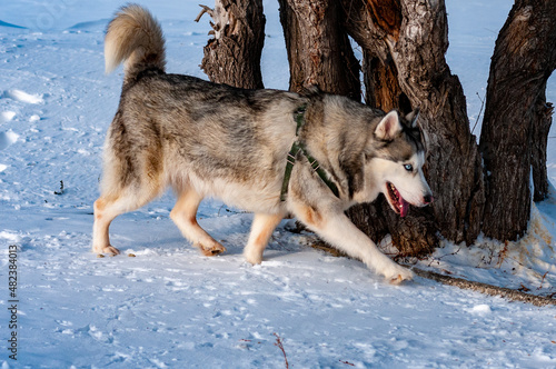 Siberian Husky on a frosty January morning 