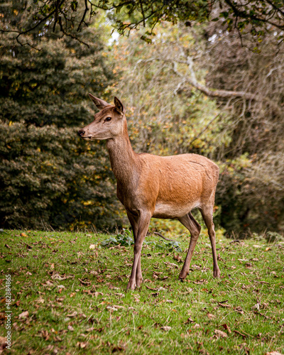 deer in the woods in autumn in the UK