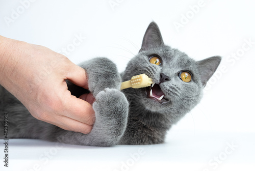 studio shot of human hand brushing teeth of young blue british cat in front of gray background