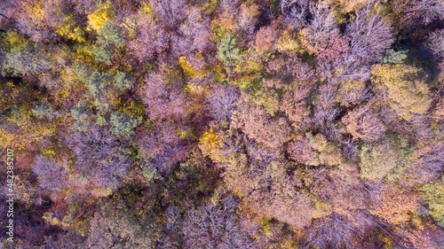 Forest seamless pattern. View from above