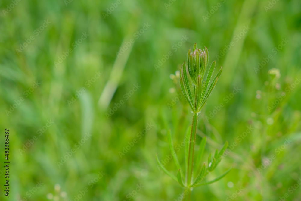 Meadow green background. Blurred natural effect. Copy space. Meadow green background. Blurred natural effect. Copy space.