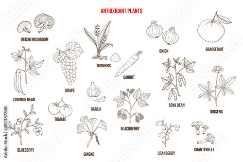 Set of different antioxidant plants