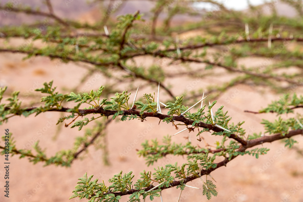 A branch with thorns and green leaves of a tree growing in a stone desert in Timna National Park near Eilat, southern Israel. A branch with thorns and green leaves of a tree growing in a stone desert in Timna National Park near Eilat, southern Israel.