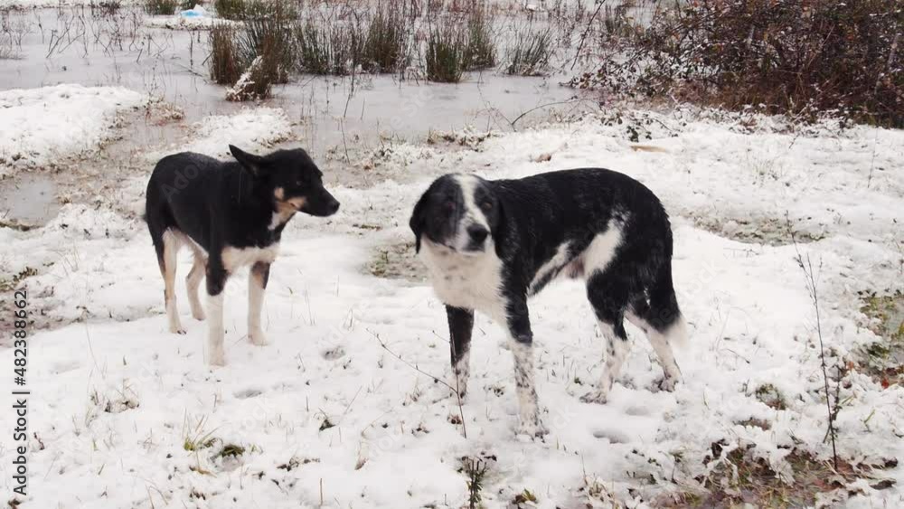 Sick stray dogs freeze in the snow. Sick stray dogs freeze in the snow.