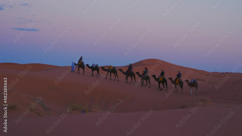 Male guide leads camels caravan with tourists going through the sand in the Sahara desert, Tourists are riding camels in a desert Male guide leads camels caravan with tourists going through the sand in the Sahara desert, Tourists are riding camels in a desert