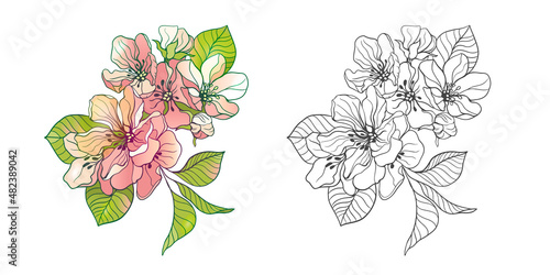 Cherry flowers. Delicate sakura flowers with outline, coloring book for adults. Vector illustration isolated on white background.