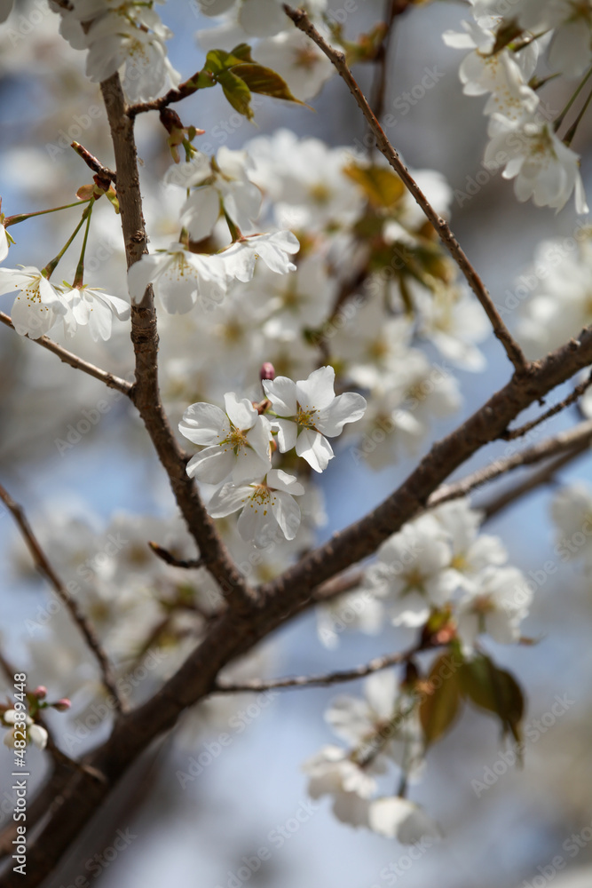 桜の花 桜の花