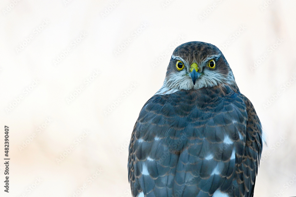 Sparrowhawk Accipiter nisus, Close up Predatory bird Sparrowhawk Accipiter nisus, Close up Predatory bird