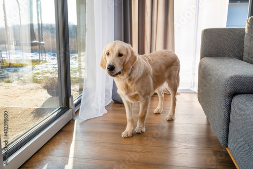 A young golden retriever stands with his snout closed on modern vinyl panels, visible terrace window and sofa. © Michal