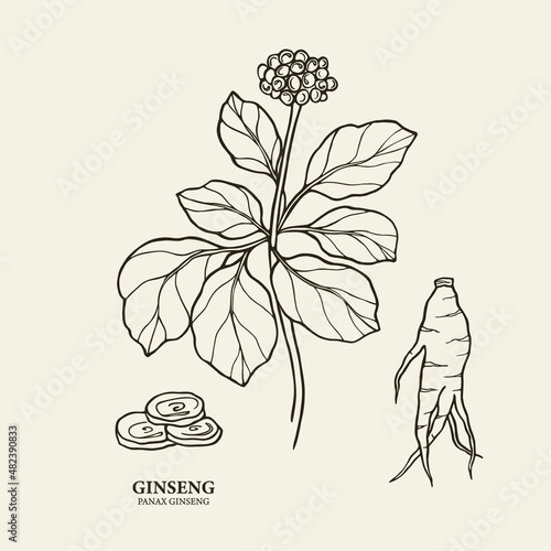 Hand drawn ginseng plant and root photo