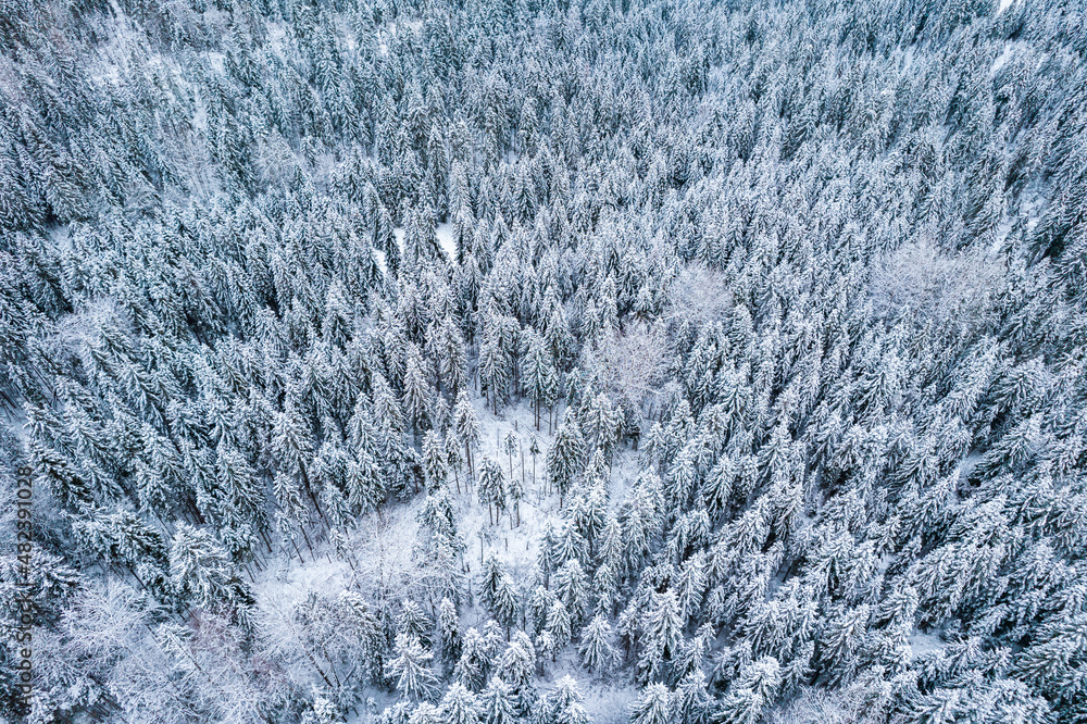 Snowy Forest in Winter. Top Down Drone View Snowy Forest in Winter. Top Down Drone View