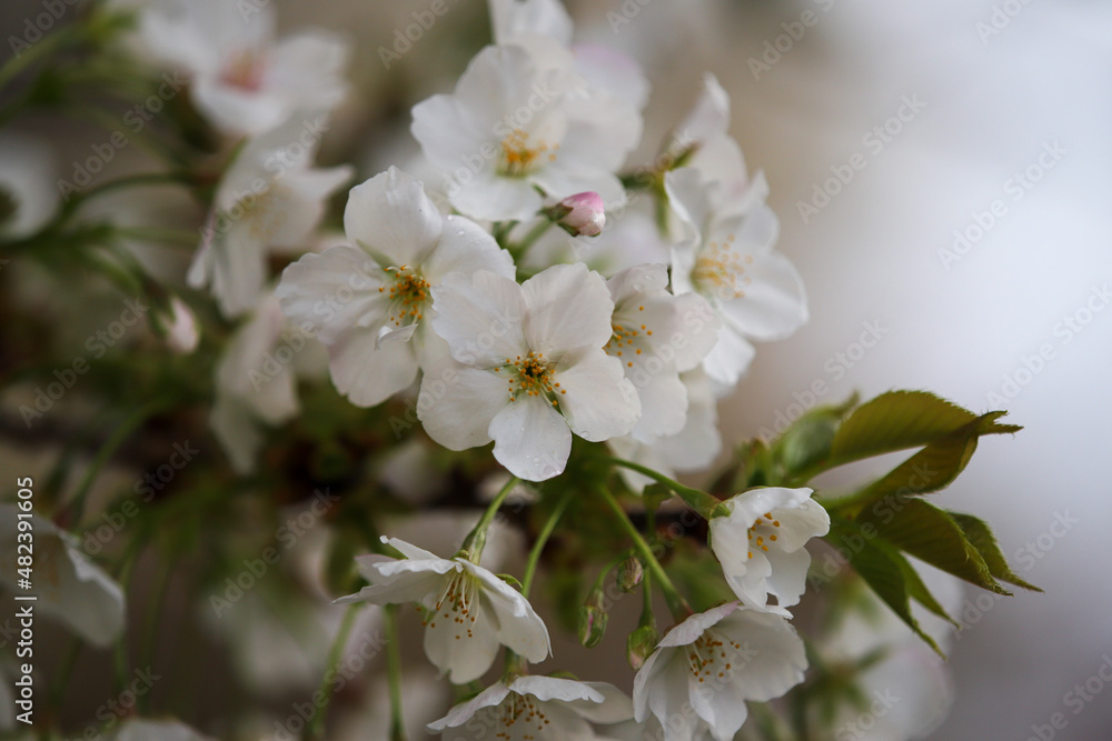 白峯神宮の桜