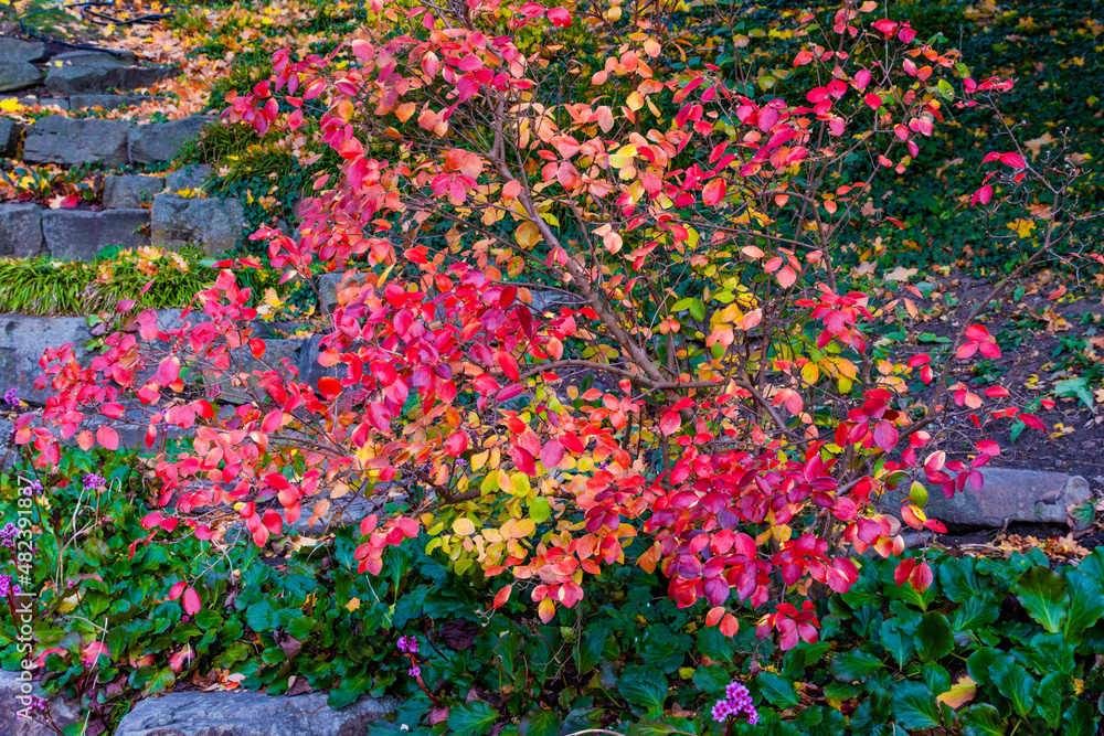 Autumn in park