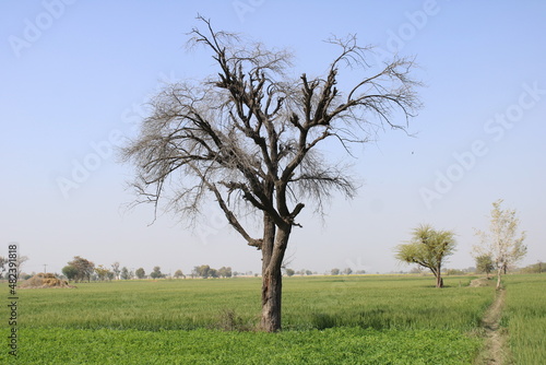 Old tree in the field