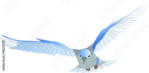 cute colorful jay vector bird on a white background.