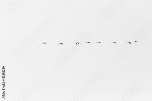 black and white flamingoes flying in formation