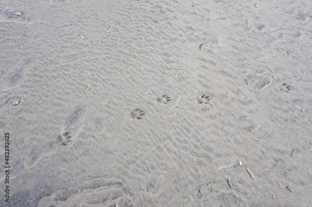 Paw Prints in Wet Beach Sand of Variegated Gray Paw Prints in Wet Beach Sand of Variegated Gray