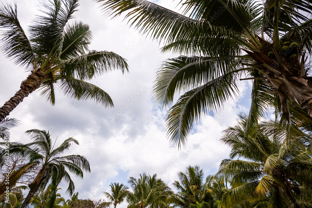 Palm trees and blue sky Palm trees and blue sky
