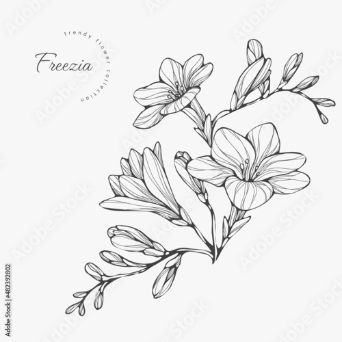 Trendy wedding flowers of freezia for logo or decorations. Hand drawn line wedding decoraton, elegant leaves for invitation save the date card. Botanical rustic trendy greenery