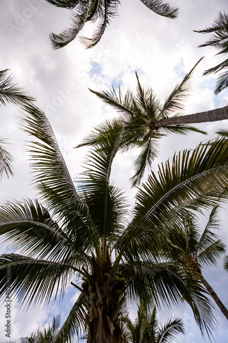 palm trees and sky © Ryan