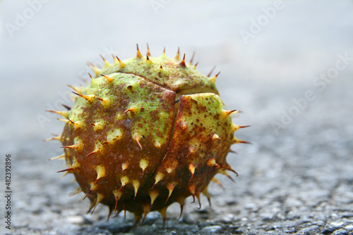 close up of a chestnut