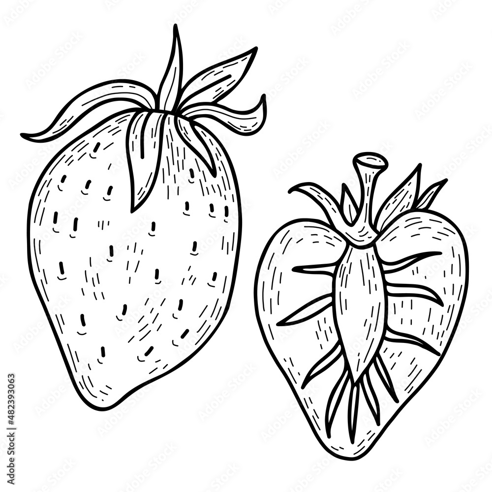Two Berry Drawing Set of vector hand drawn berry strawberry. Beautiful whole berry and ...