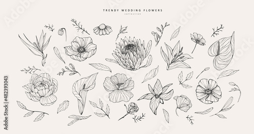 Photographie Trendy flowers for logo or decorations