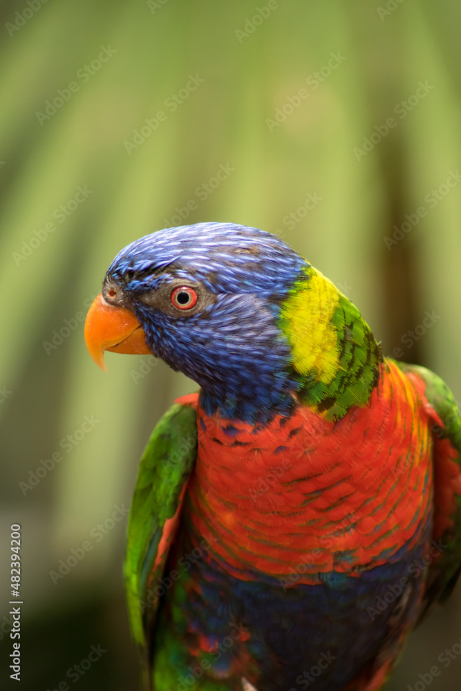 Rainbow lorikeet Rainbow lorikeet