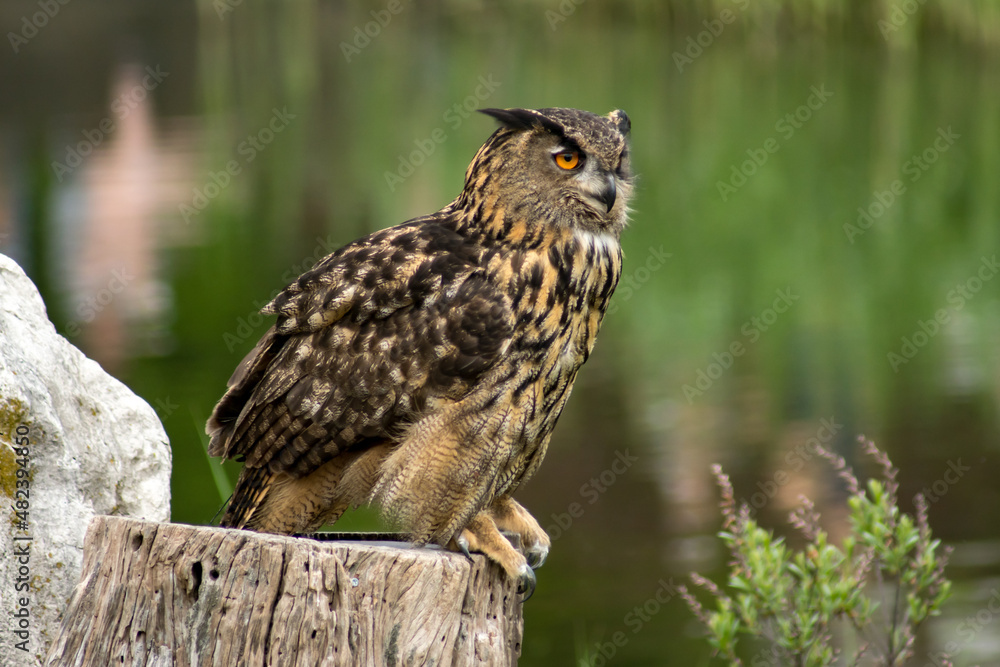 Eurasian eagle-owl Eurasian eagle-owl