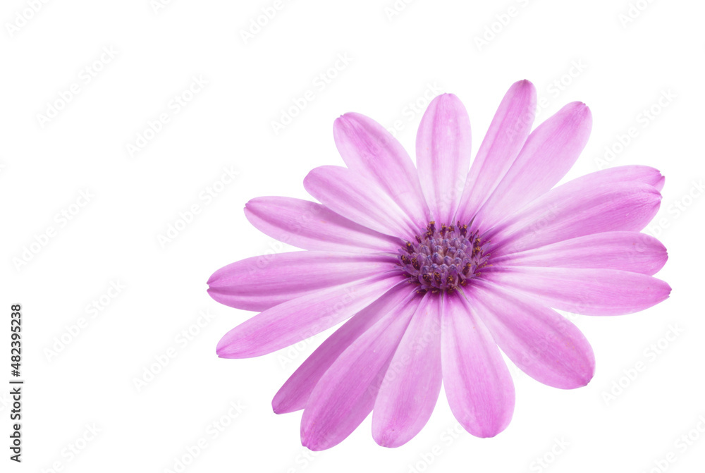 Osteosperumum Flower Daisy Isolated Osteosperumum Flower Daisy Isolated